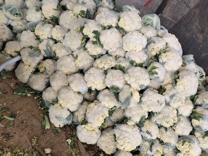 精白面青梗有机散花大量上市中，常年超市、市场、加工厂……