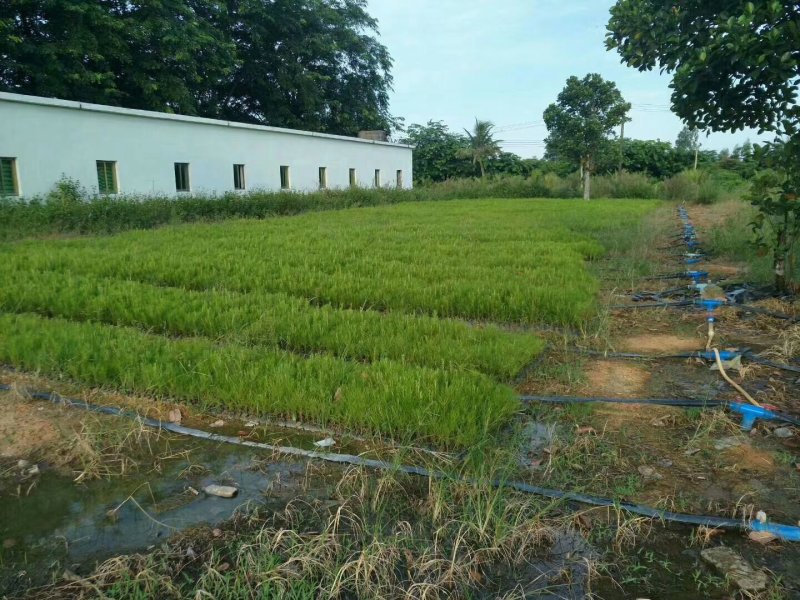 大量出售加勒比松树苗