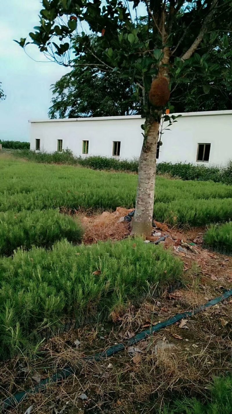 大量出售加勒比松树苗