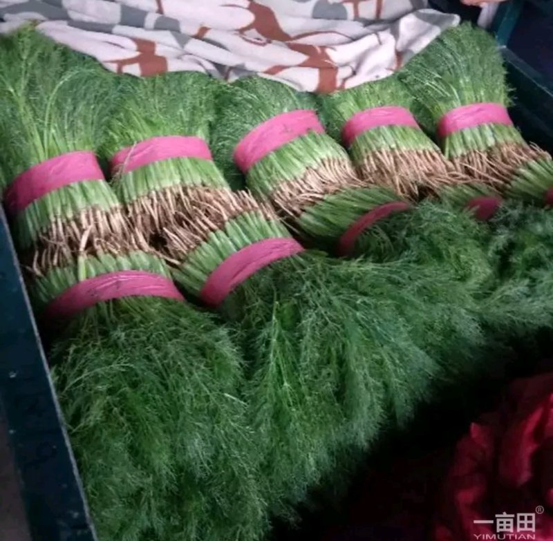 精品茴香批发可提供超市货！