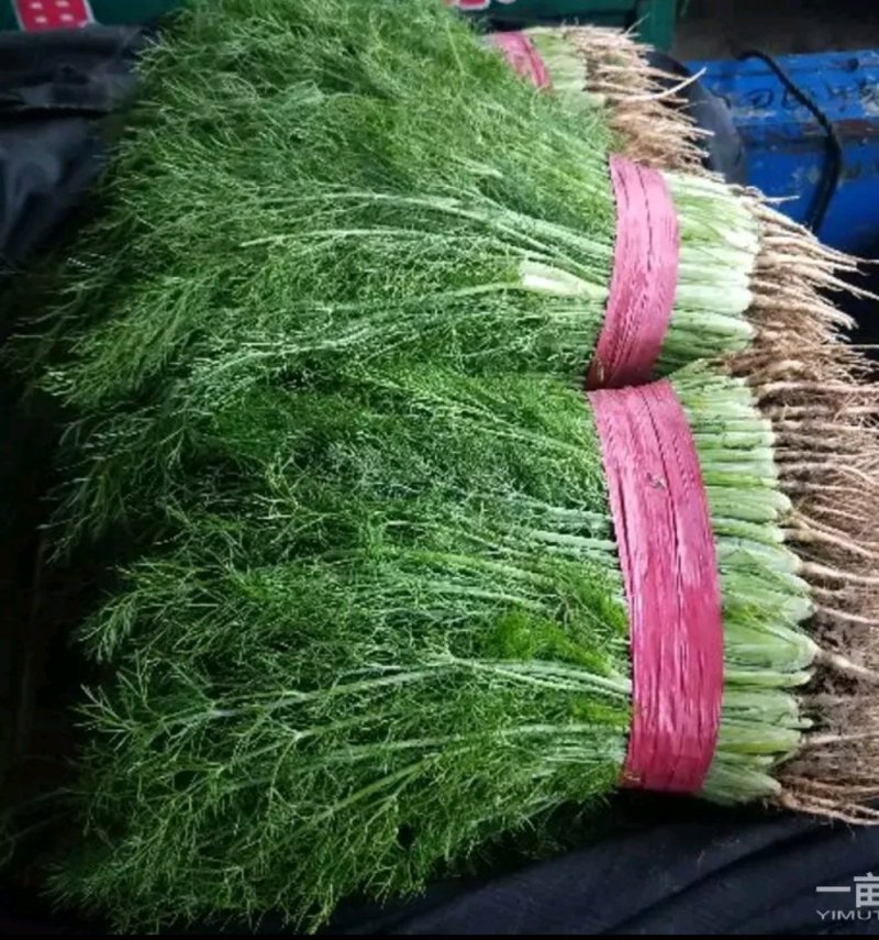 精品茴香批发可提供超市货！
