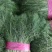 精品茴香批发可提供超市货！