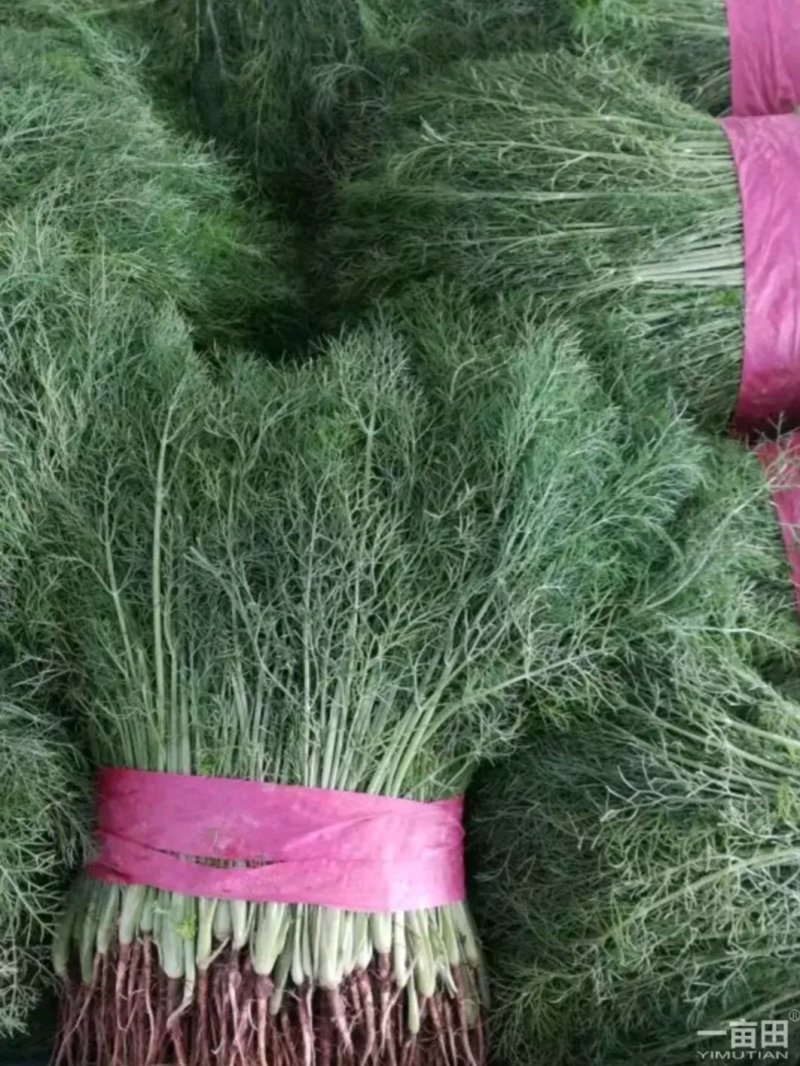精品茴香批发可提供超市货！