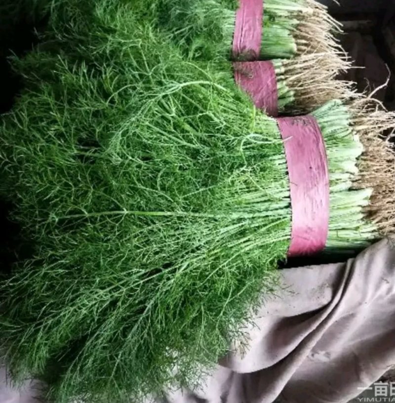 精品茴香批发可提供超市货！