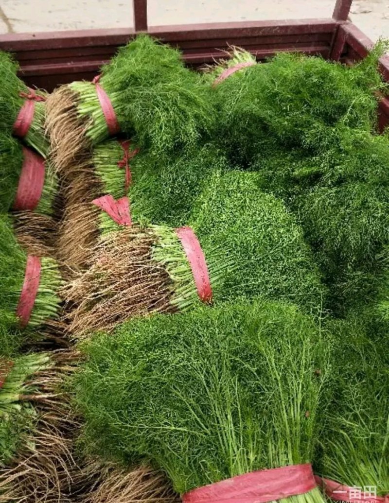 精品茴香批发可提供超市货！