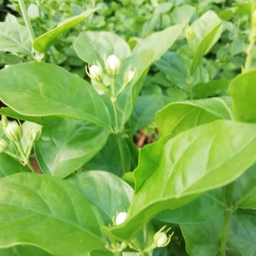 红王子锦带杯苗，地棵供应