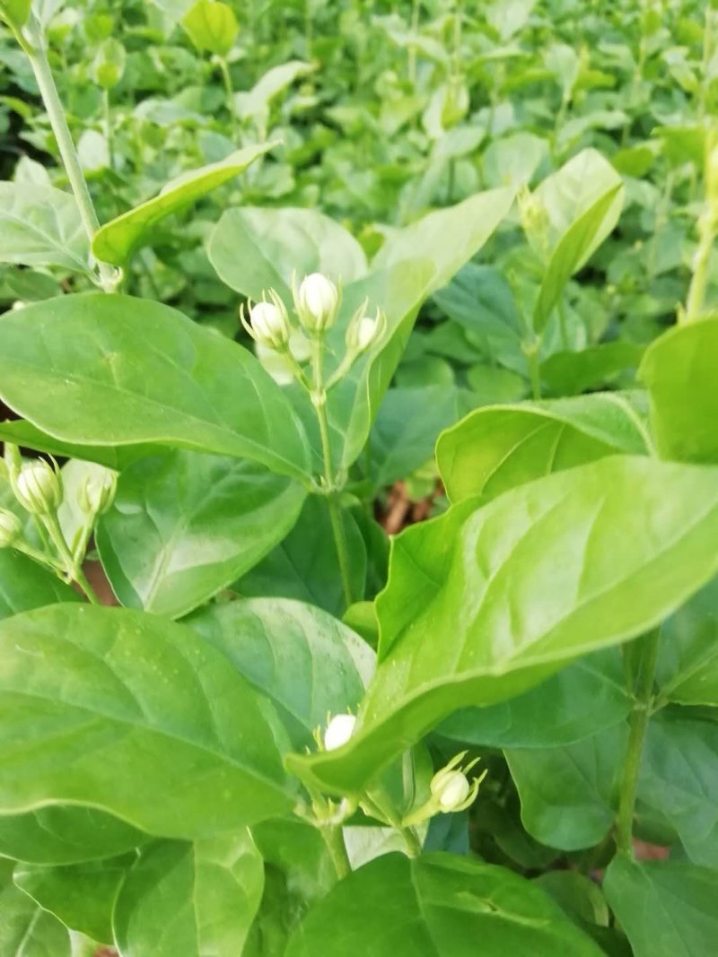 红王子锦带杯苗，地棵供应