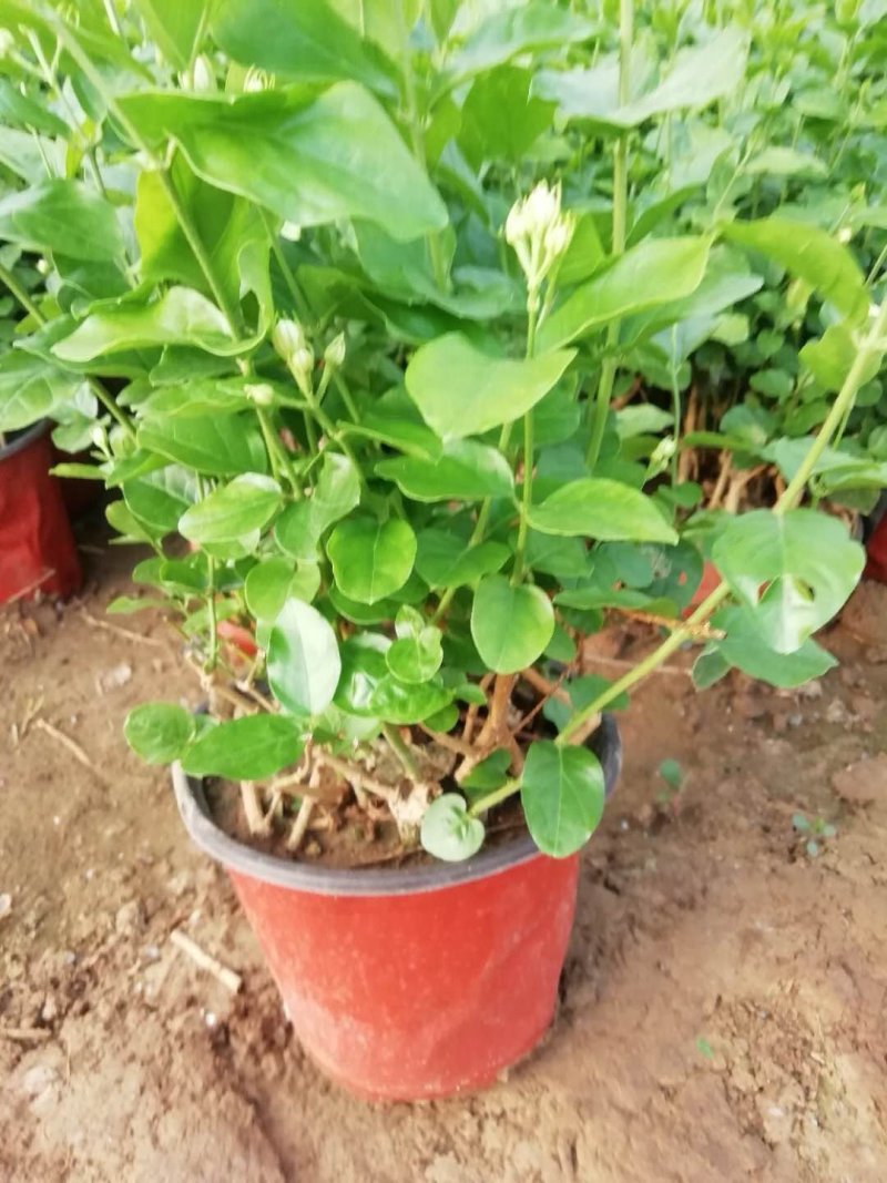 红王子锦带杯苗，地棵供应