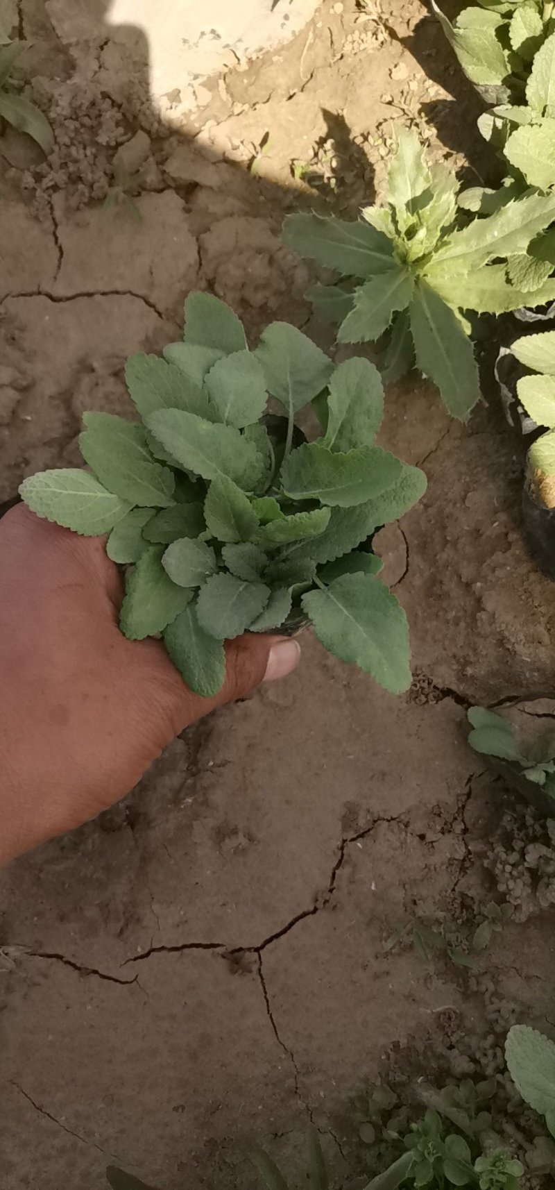 红王子锦带杯苗，地棵供应