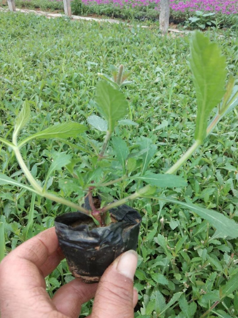 红王子锦带杯苗，地棵供应