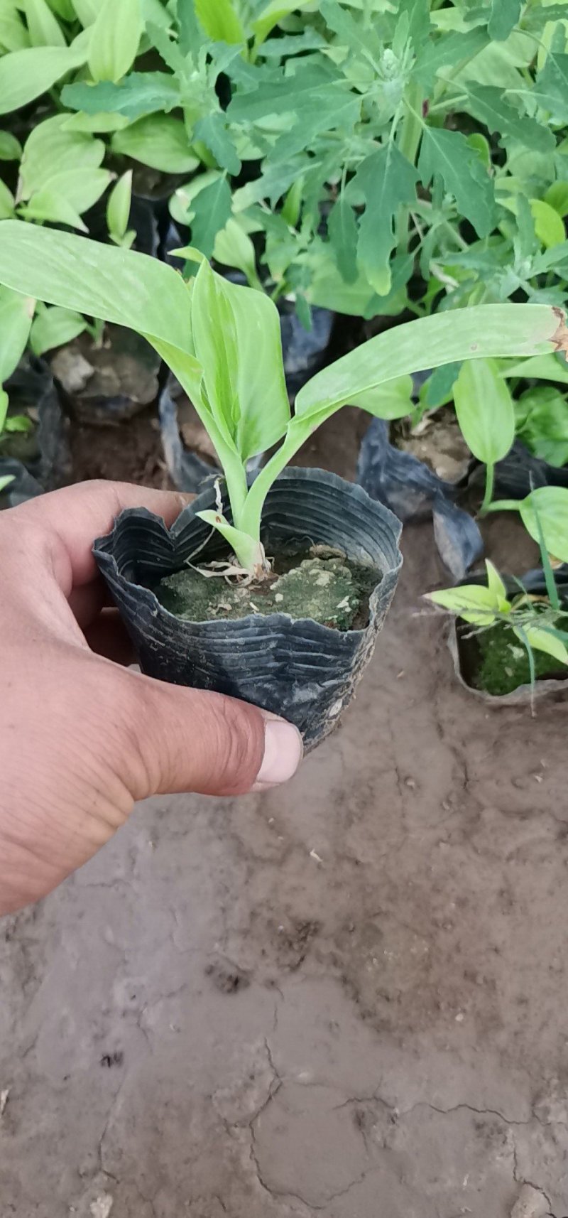 红王子锦带杯苗，地棵供应