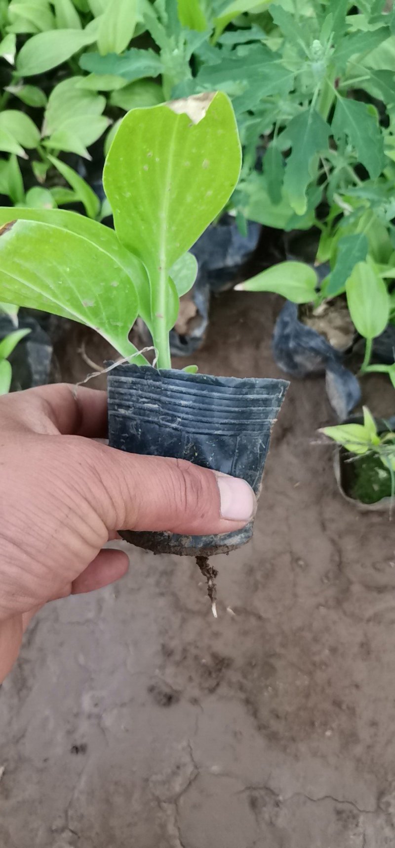 红王子锦带杯苗，地棵供应