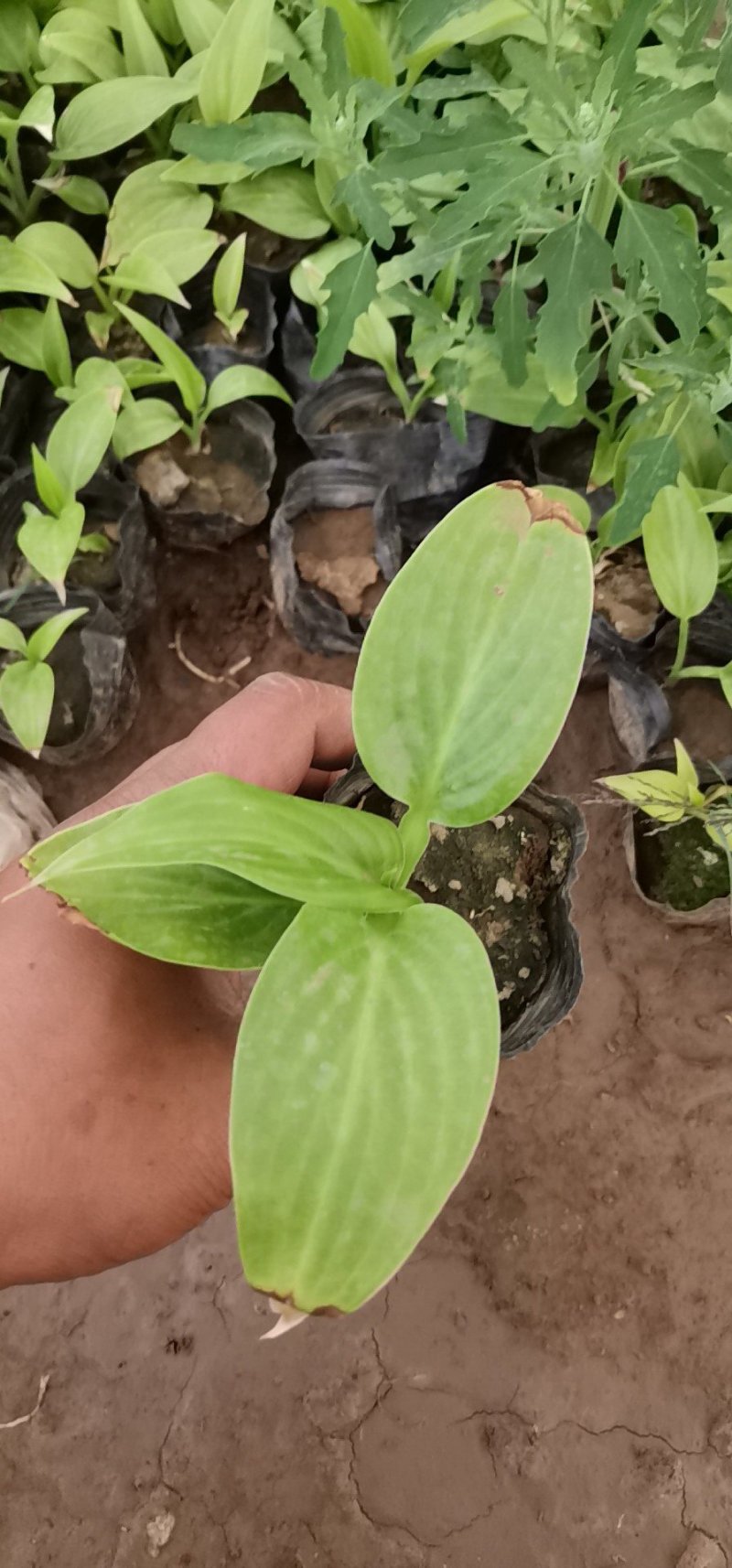 红王子锦带杯苗，地棵供应