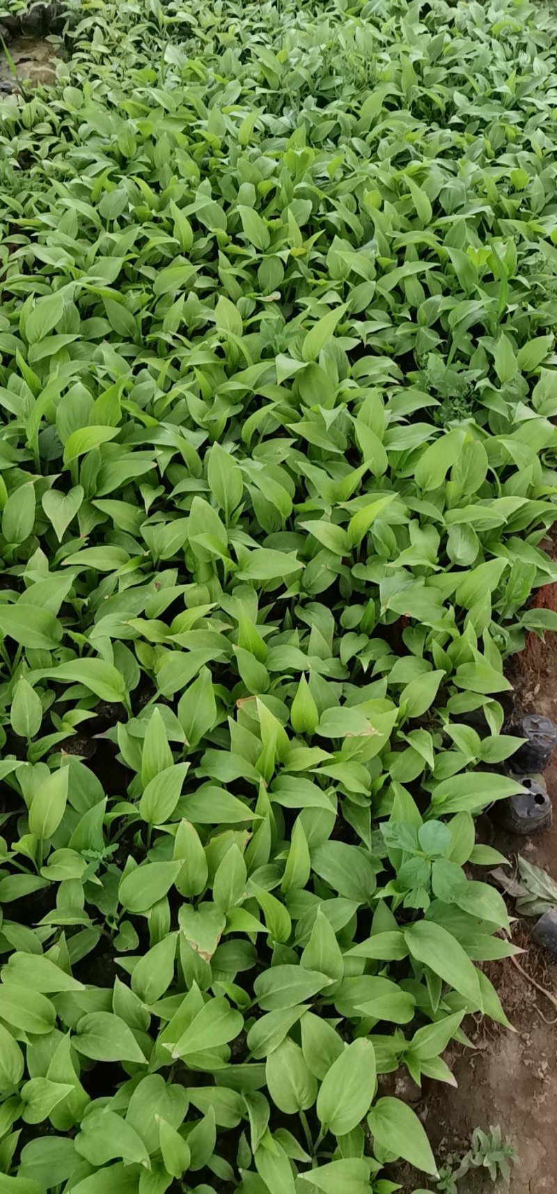 红王子锦带杯苗，地棵供应