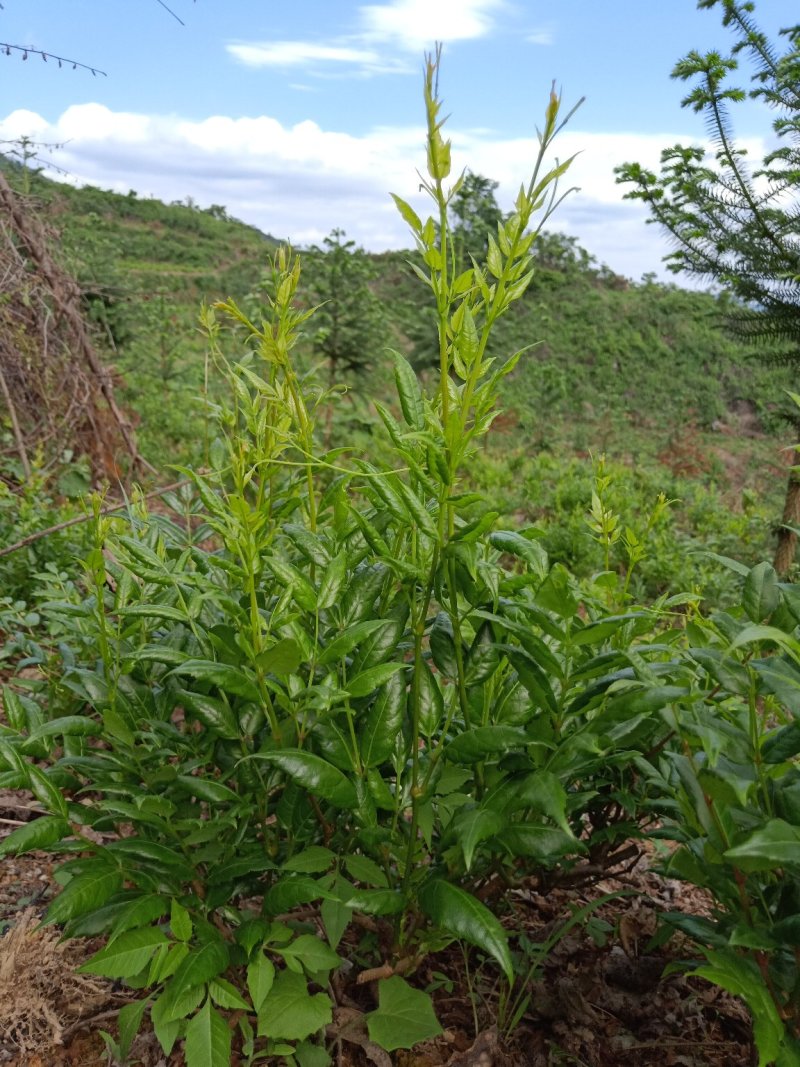 散装莓茶