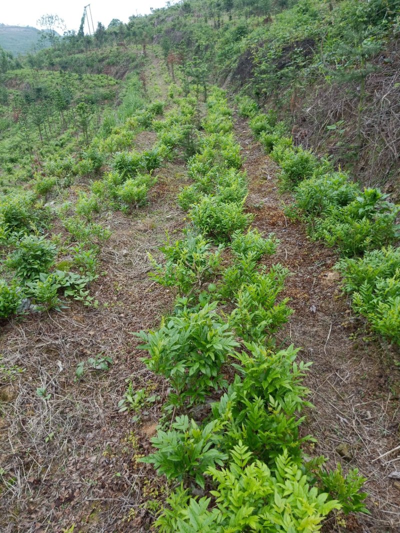 散装莓茶