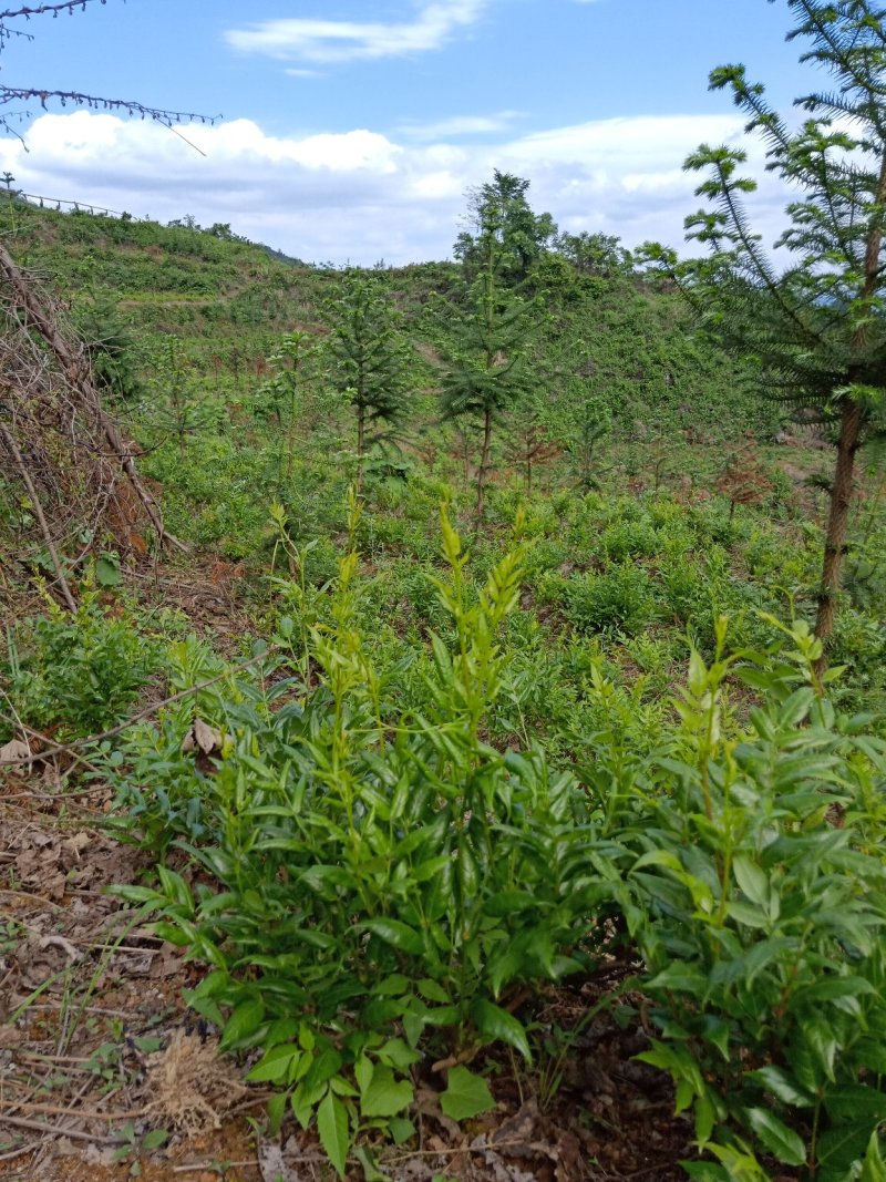散装莓茶