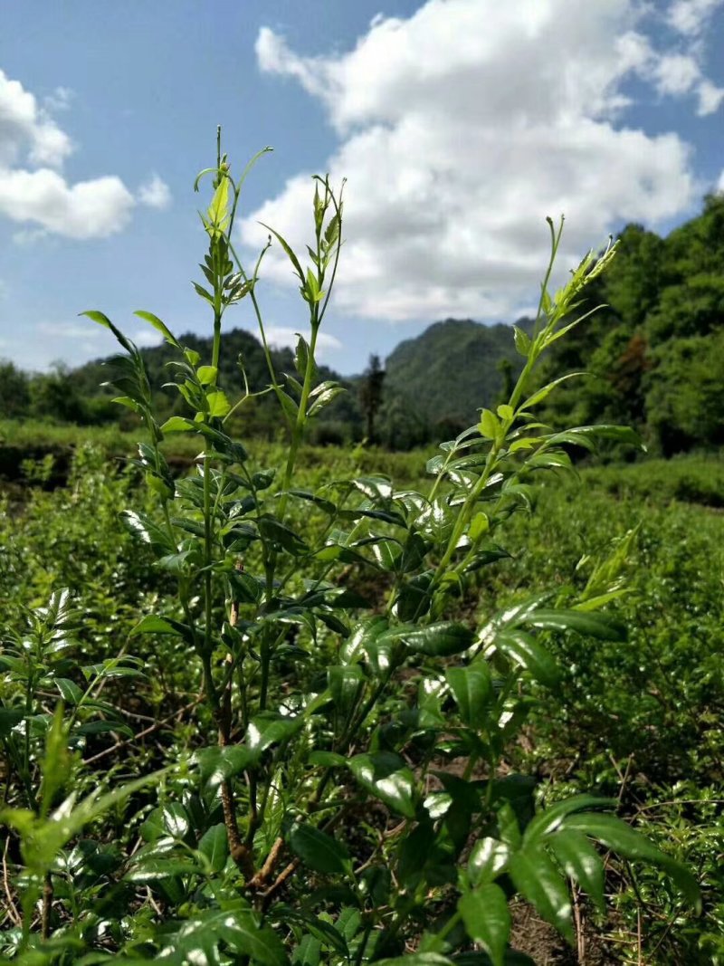 散装莓茶
