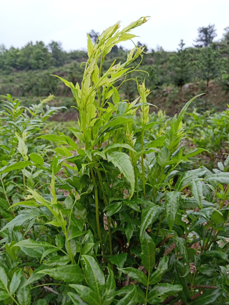 散装莓茶