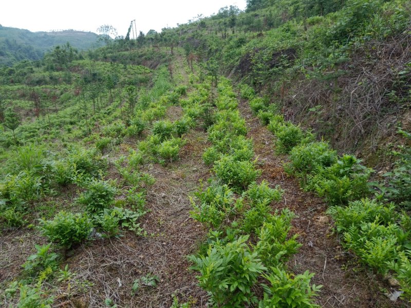 散装莓茶