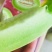 玉菇甜瓜，支持一件代发。可批货，可代收，诚交全国批发商、