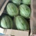 【蒋氏精品】早春红玉，佳秀6号