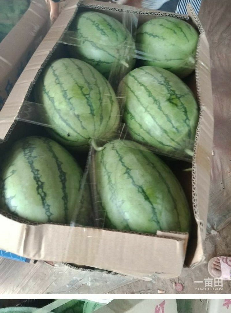 【蒋氏精品】早春红玉，佳秀6号