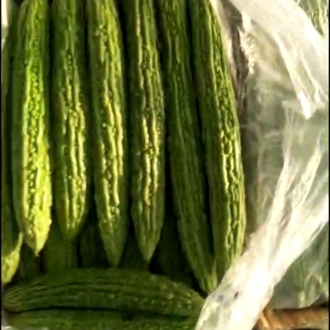 苦瓜精品苦瓜