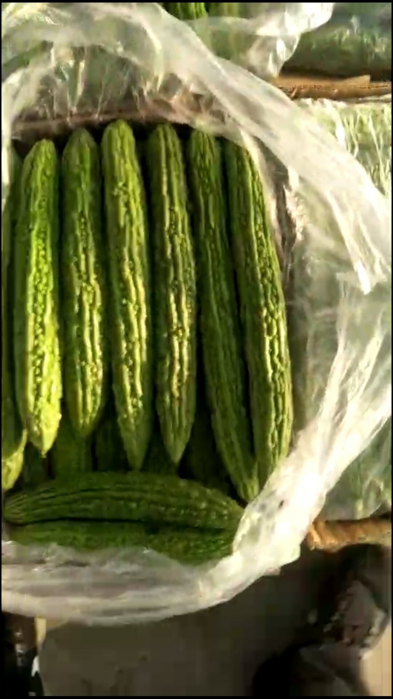 苦瓜精品苦瓜