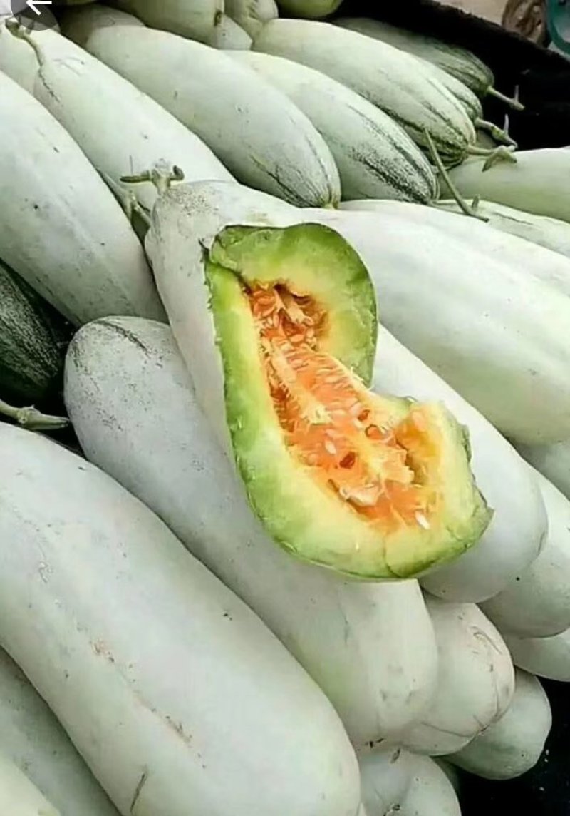 甜瓜山东惠民羊角蜜甜瓜，保质保量，坏果包赔1