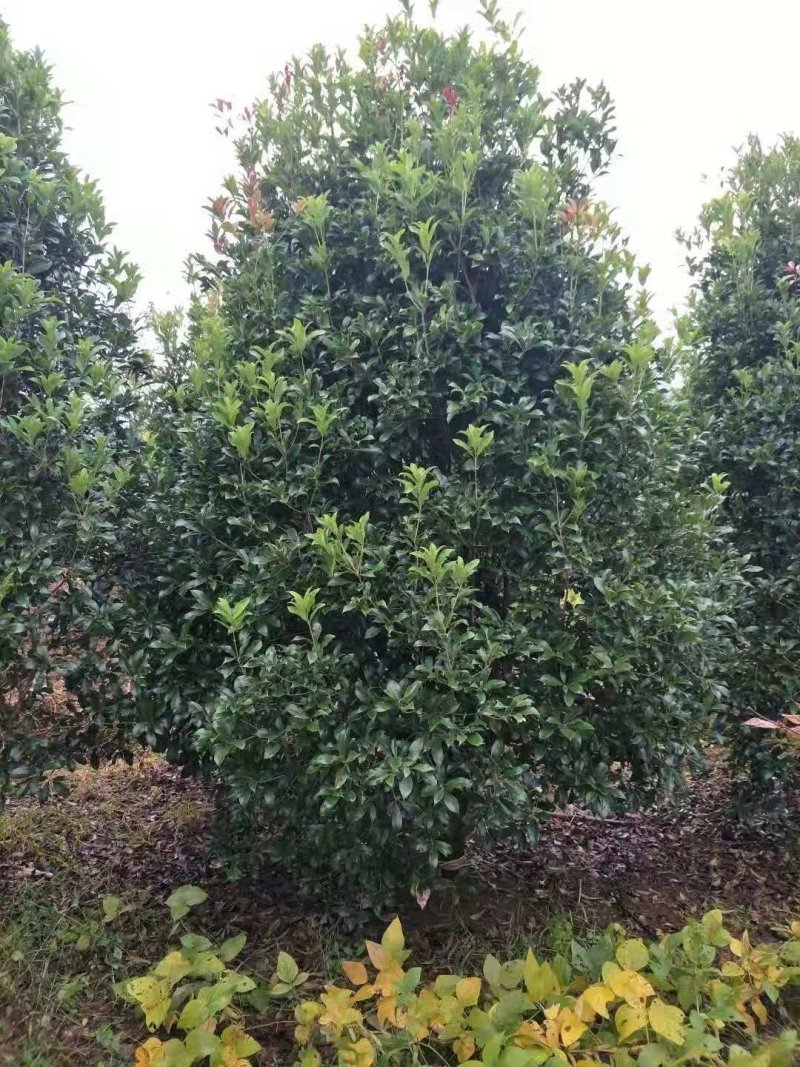 丛生桂花树2～2.5米冠，品质好，欢迎选购。