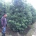 丛生桂花树2～2.5米冠，品质好，欢迎选购。