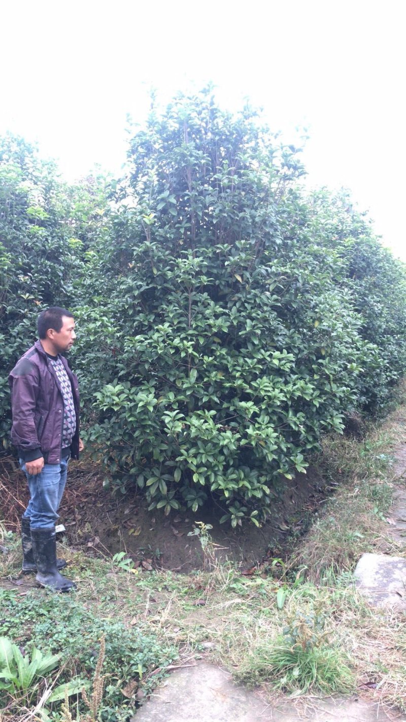 丛生桂花树2～2.5米冠，品质好，欢迎选购。