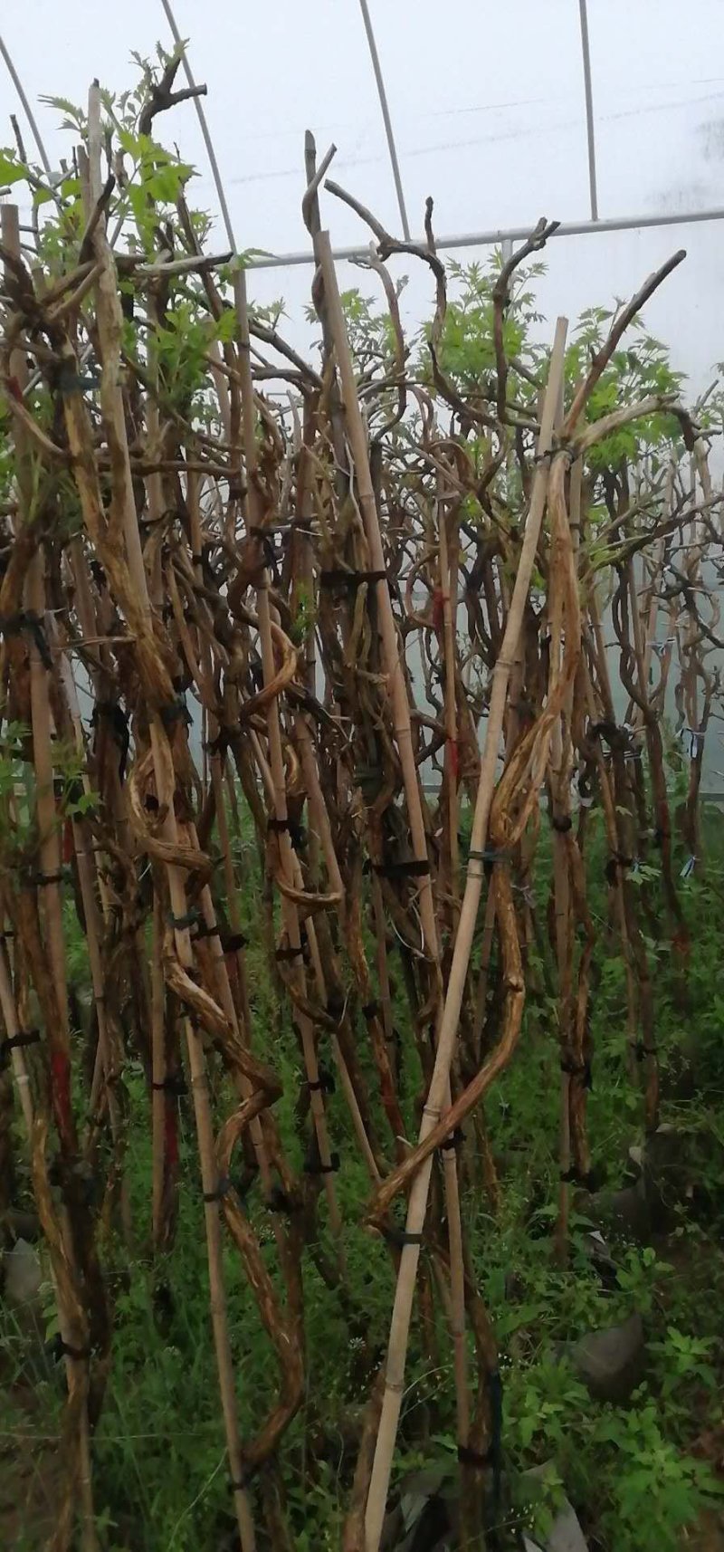 美国凌霄苗庭院爬藤植物凌霄花苗美国凌霄大苗爬藤速度快