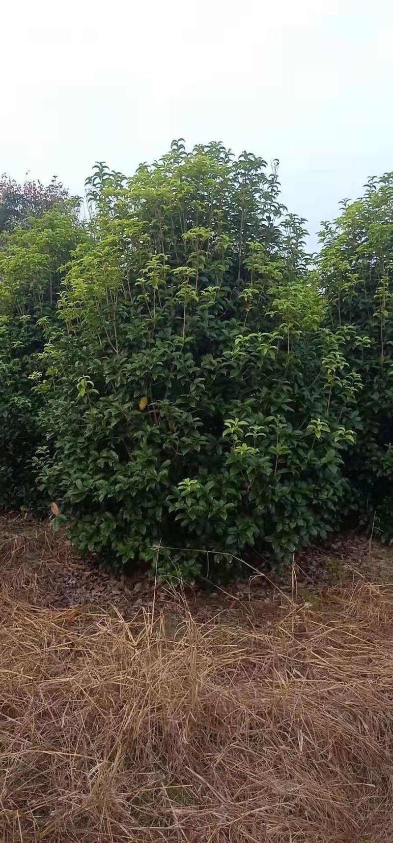 丛生桂花树2～2.5米冠，品质好，欢迎选购。