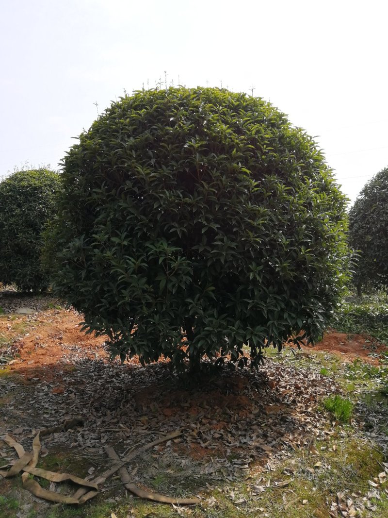 丛生桂花树2～2.5米冠，品质好，欢迎选购。