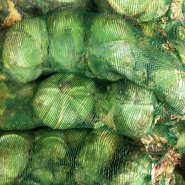 精品冷库包菜，个头大，