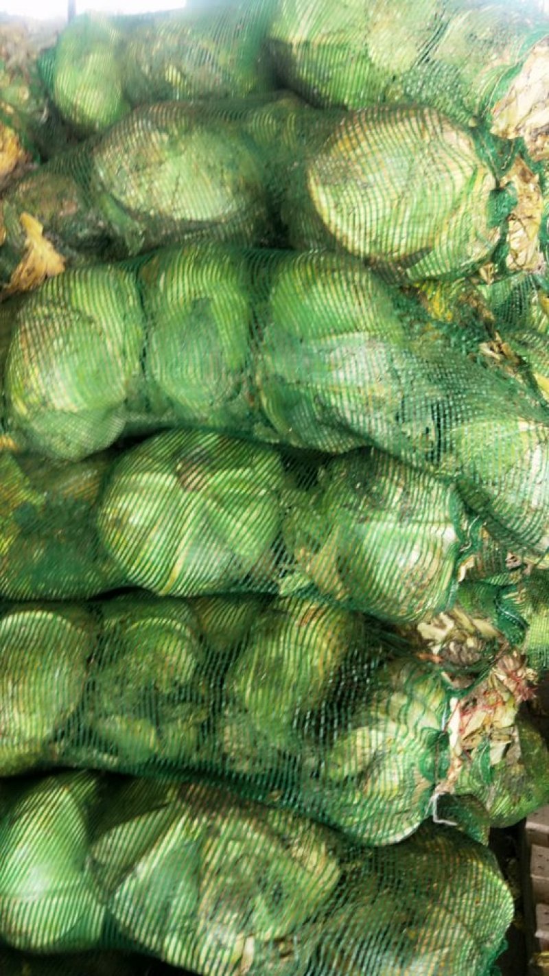 精品冷库包菜，个头大，