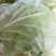 精品冷库包菜，个头大，