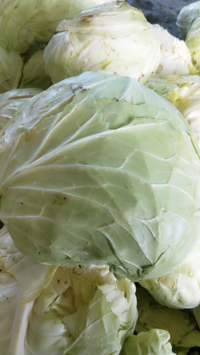 精品冷库包菜，个头大，