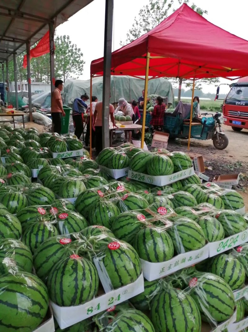 无籽美都，夏邑产地，超市精品，一手货源！