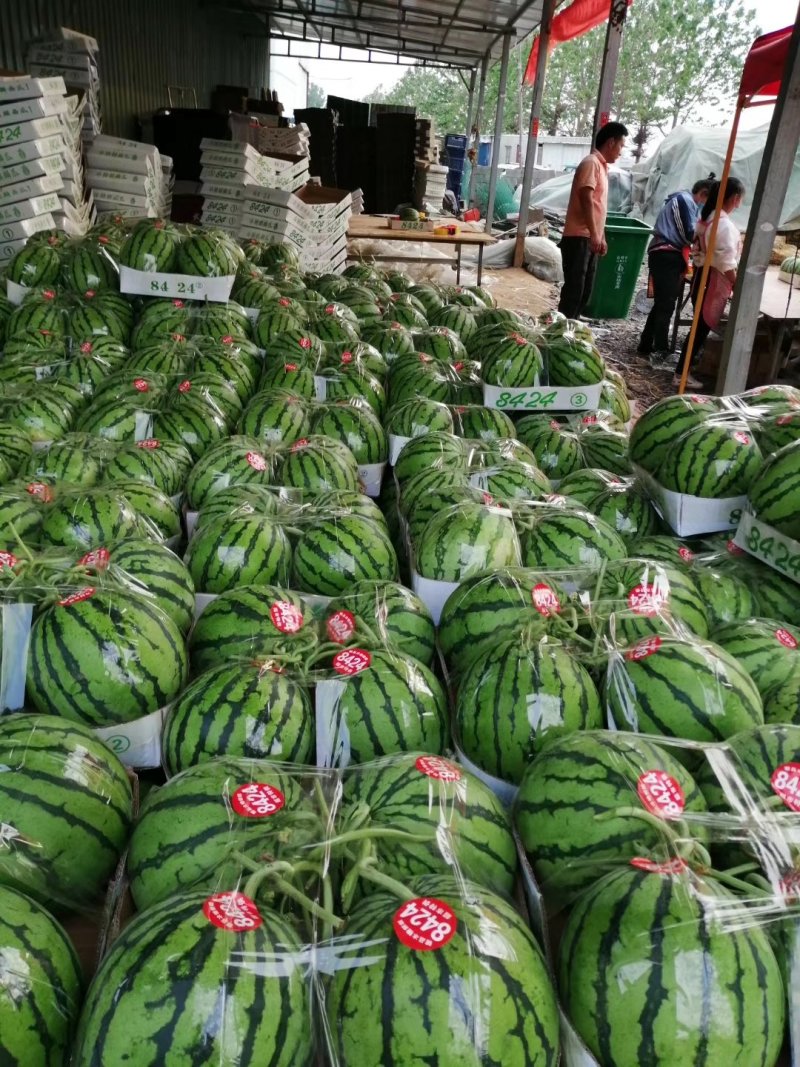 无籽美都，夏邑产地，超市精品，一手货源！