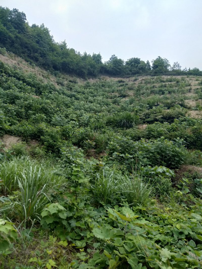 博落回叶子，果荚