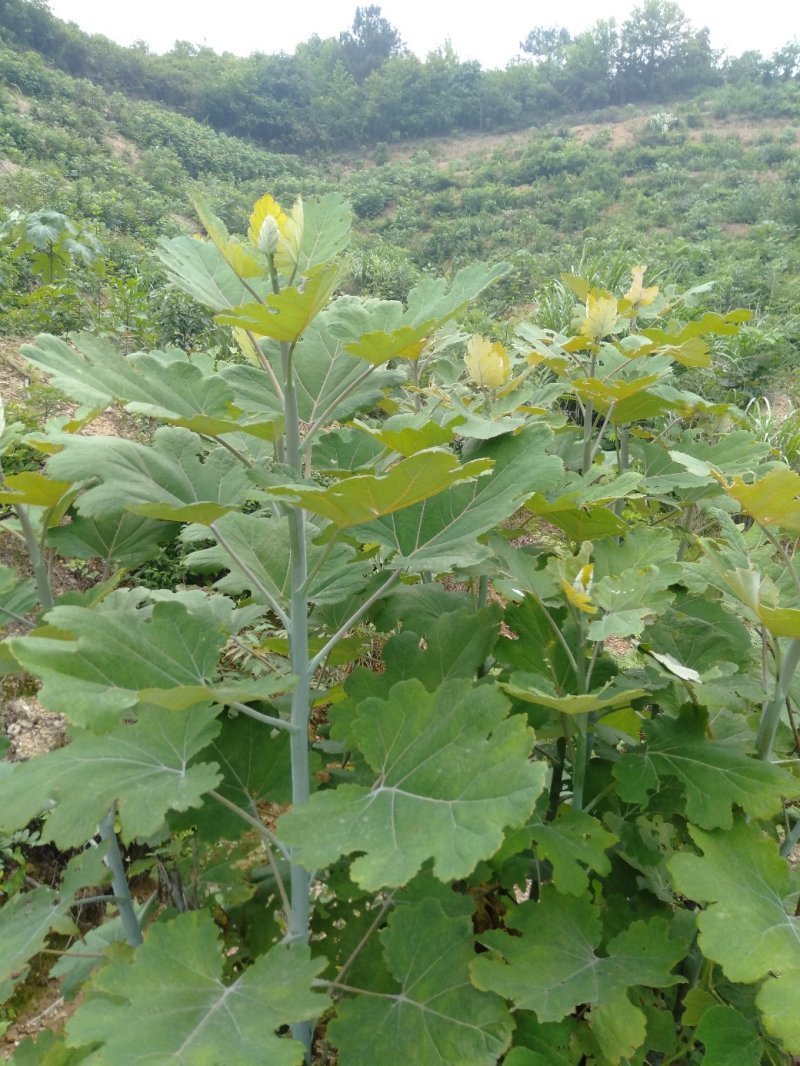 博落回叶子，果荚