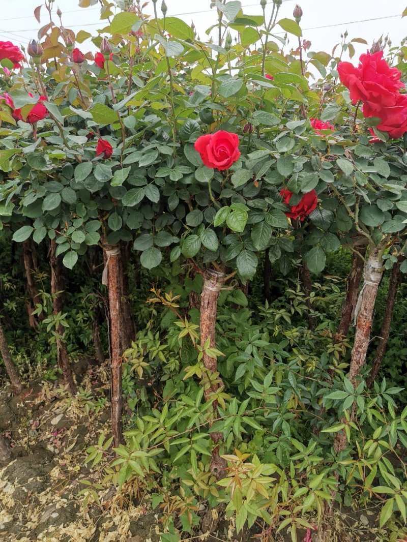 高杆月季