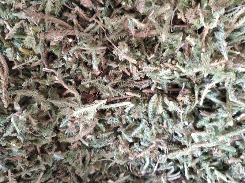 伸筋草，外用药材大量有货，需要联系我