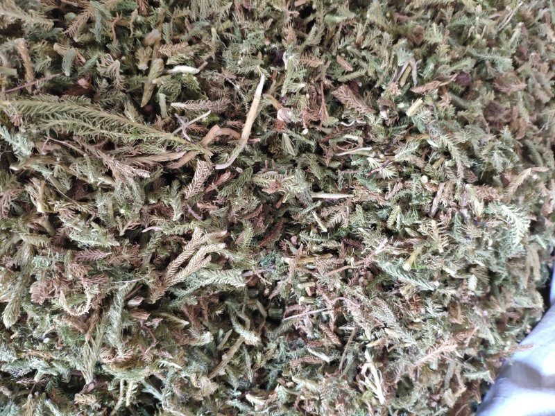 伸筋草，外用药材大量有货，需要联系我