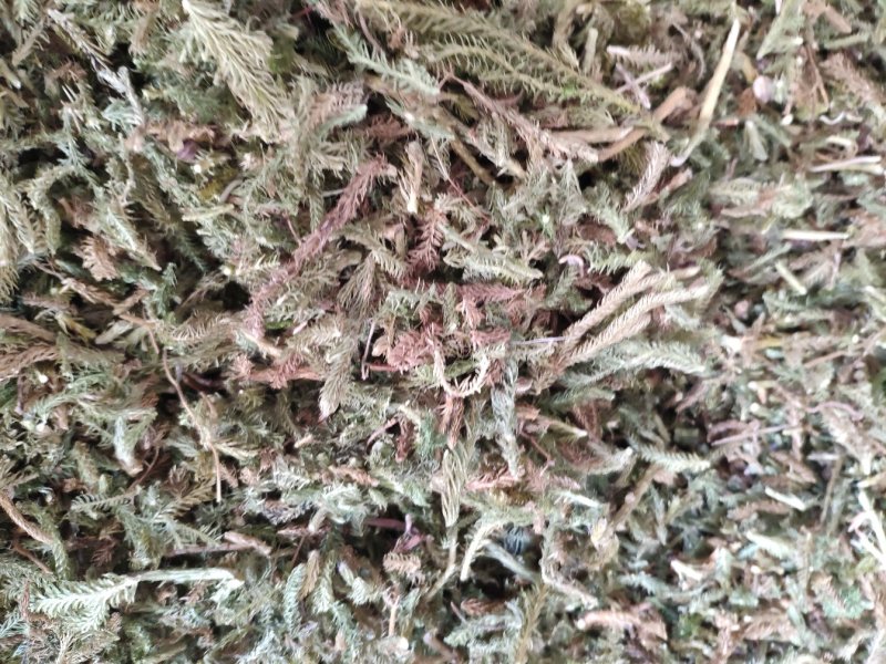 伸筋草，外用药材大量有货，需要联系我