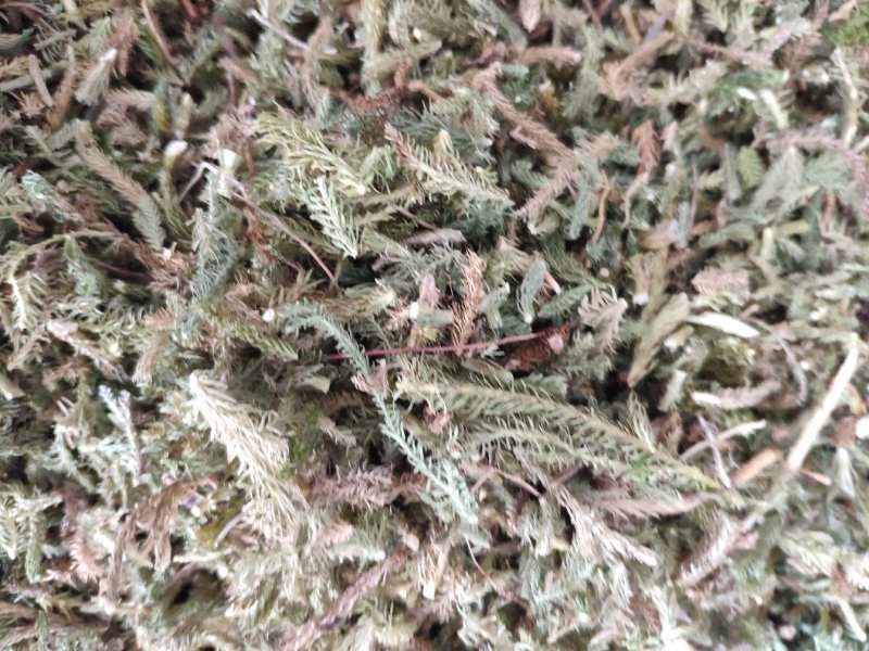 伸筋草，外用药材大量有货，需要联系我