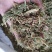 伸筋草，外用药材大量有货，需要联系我